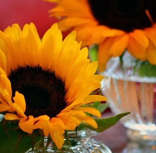 Casa de Férias Lehmgefuehl, Design Vier, La Petite Maison *