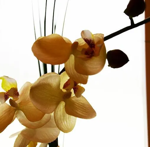 Lehmgefuehl, Design Vier, La Petite Maison * Treviri