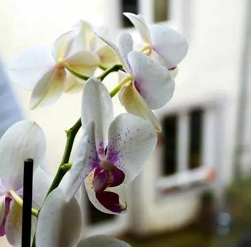 Lehmgefuehl, Design Vier, La Petite Maison Casa de Férias Trier